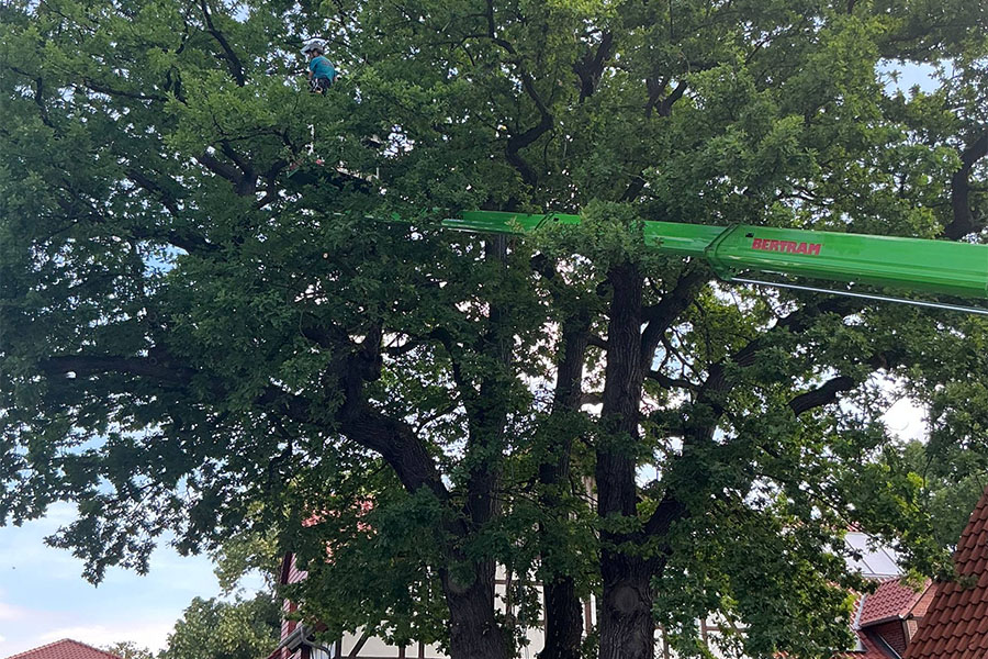Baumpflege Baumfällung